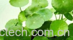 果蔬百科金钱草-0