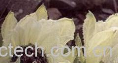 果蔬百科天山雪莲-0