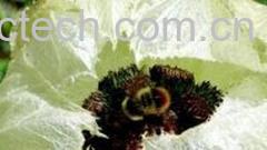 果蔬百科天山雪莲-0