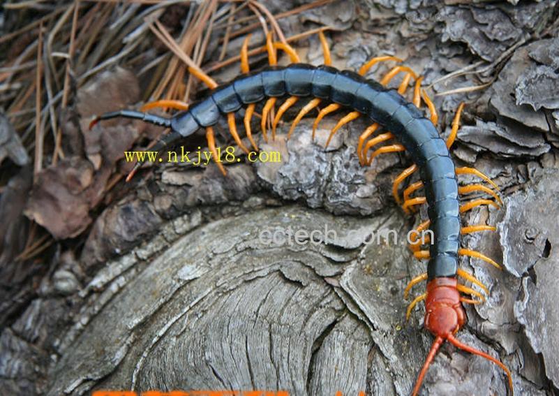 果蔬百科蜈蚣的功效与作用-0