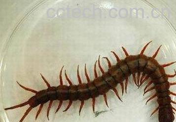 果蔬百科蜈蚣的功效与作用-0