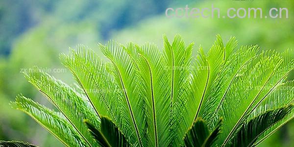 果蔬百科铁树叶的功效与作用-0