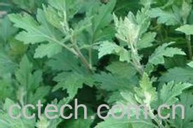 果蔬百科艾叶泡脚的好处-0