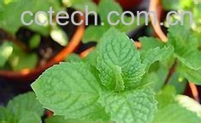 果蔬百科薄荷叶-0