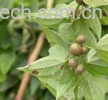 果蔬百科山药-0