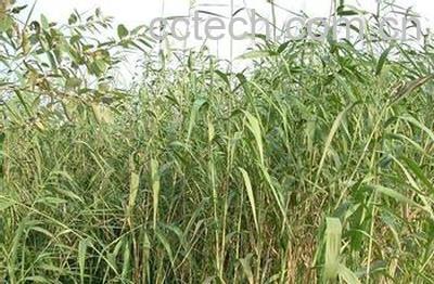 果蔬百科芦根-0