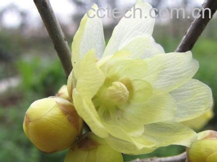 果蔬百科腊梅花-0