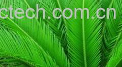 果蔬百科铁树叶-0