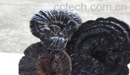 果蔬百科灵芝-0