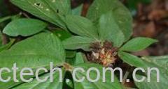 果蔬百科千斤拔-0