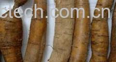 果蔬百科牛大力-0