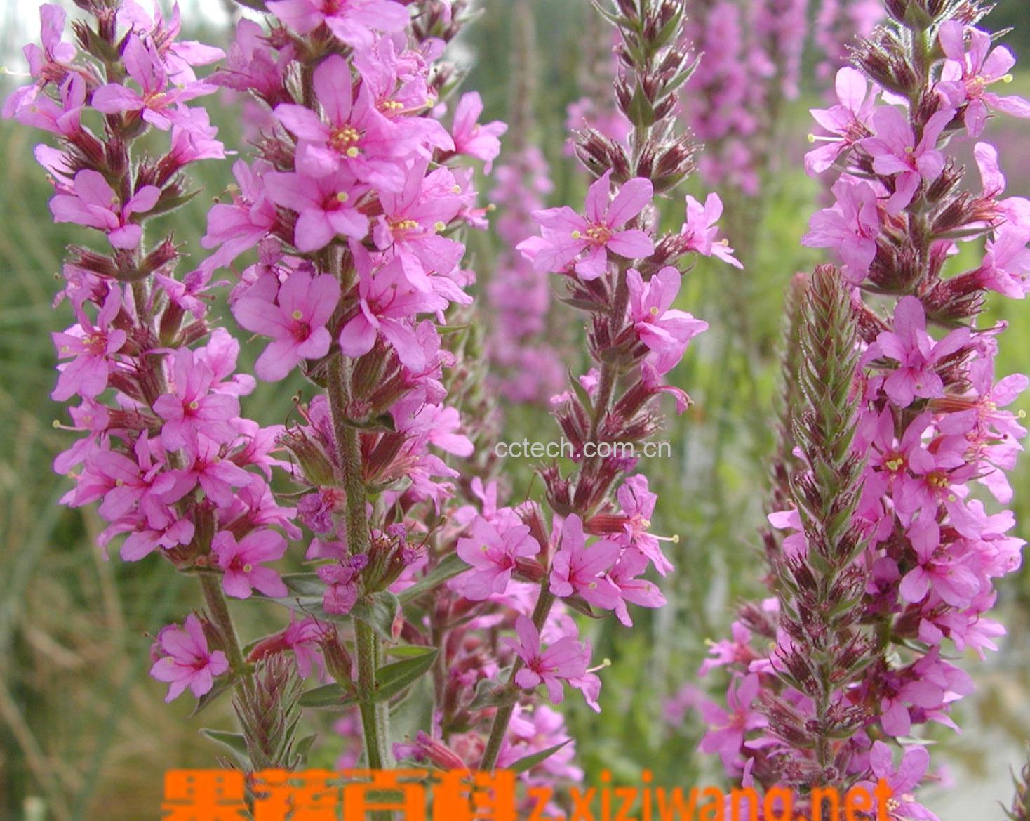 果蔬百科马鞭草-0