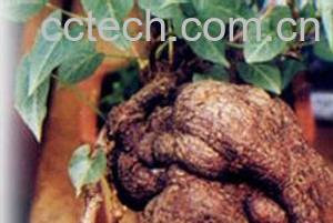 果蔬百科首乌-0