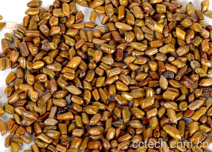 果蔬百科决明子-0