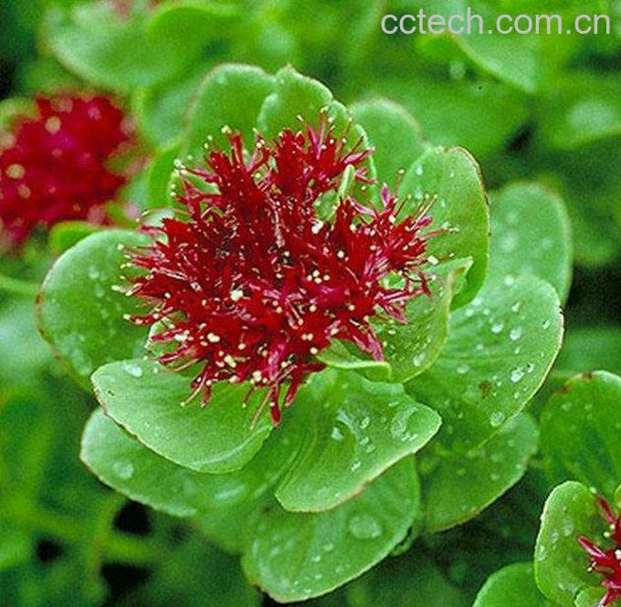 果蔬百科红景天-0