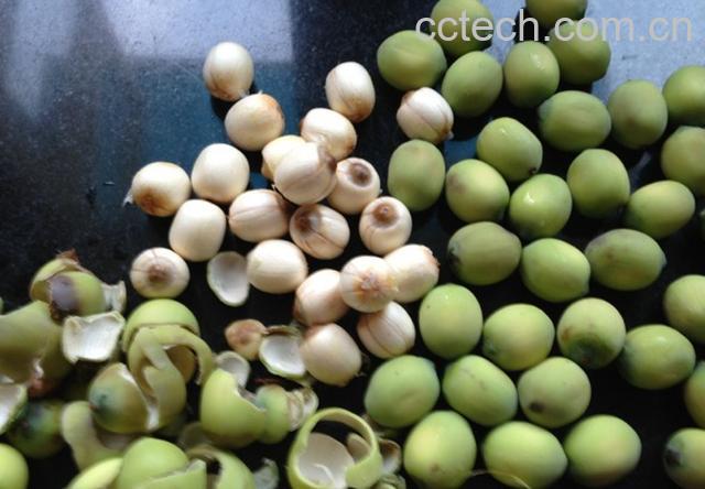 果蔬百科莲子-0