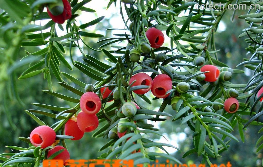 果蔬百科红豆杉-0