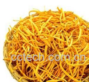 果蔬百科虫草花-0