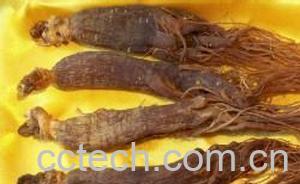 果蔬百科红参-0