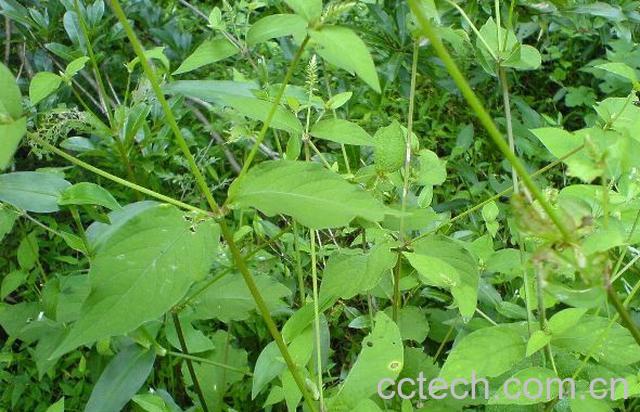 果蔬百科牛膝-0