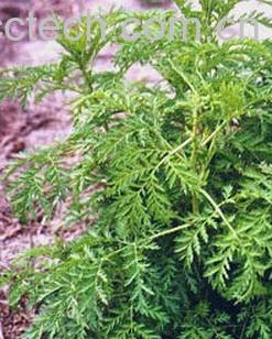 果蔬百科茵陈-0