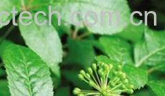 果蔬百科刺五加-0