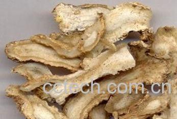 果蔬百科当归-0