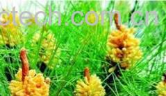 果蔬百科国珍松花粉-0