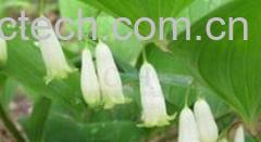 果蔬百科玉竹-0