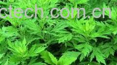 果蔬百科艾叶-0