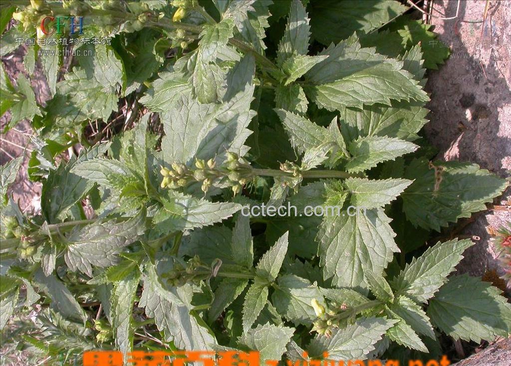 果蔬百科玄参-0