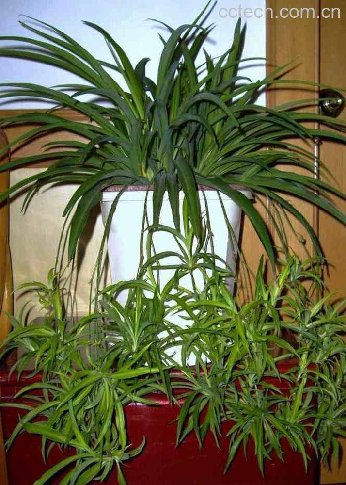 果蔬百科吊兰-0