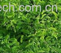 果蔬百科鸡骨草-0