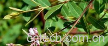 果蔬百科罗布麻-0