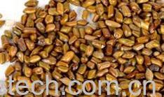 果蔬百科决明子-0