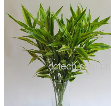 果蔬百科富贵竹-0