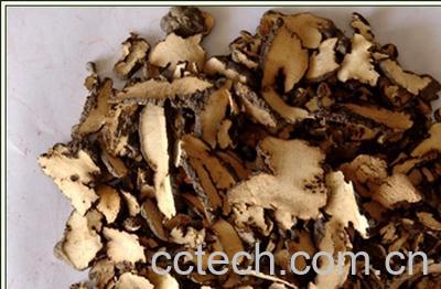 果蔬百科猪苓-0