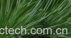 果蔬百科松针-0