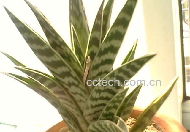 果蔬百科虎皮兰-0