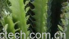 果蔬百科龙骨-0