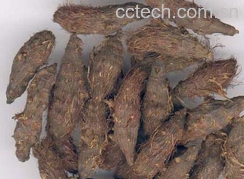 果蔬百科香附-0