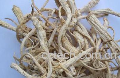 果蔬百科桔梗-0