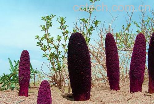 果蔬百科锁阳-0