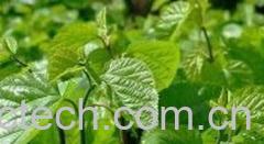 果蔬百科桑叶-0