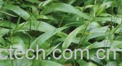 果蔬百科淡竹叶-0