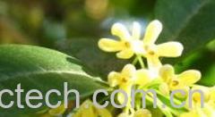 果蔬百科桂花-0