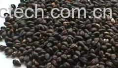 果蔬百科苦荞麦-0