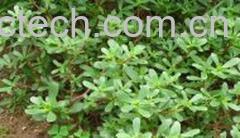 果蔬百科马齿笕-0