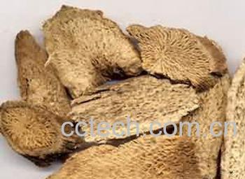 果蔬百科苦参-0