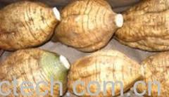 果蔬百科粉葛-0